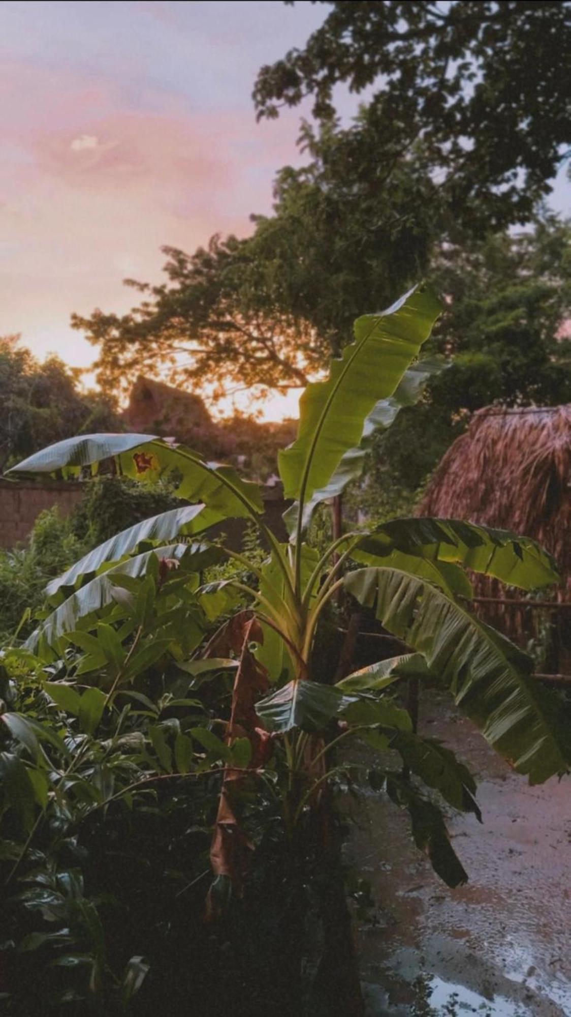 La Aldea Hostel, Camping Y Hamacas Palomino Eksteriør billede